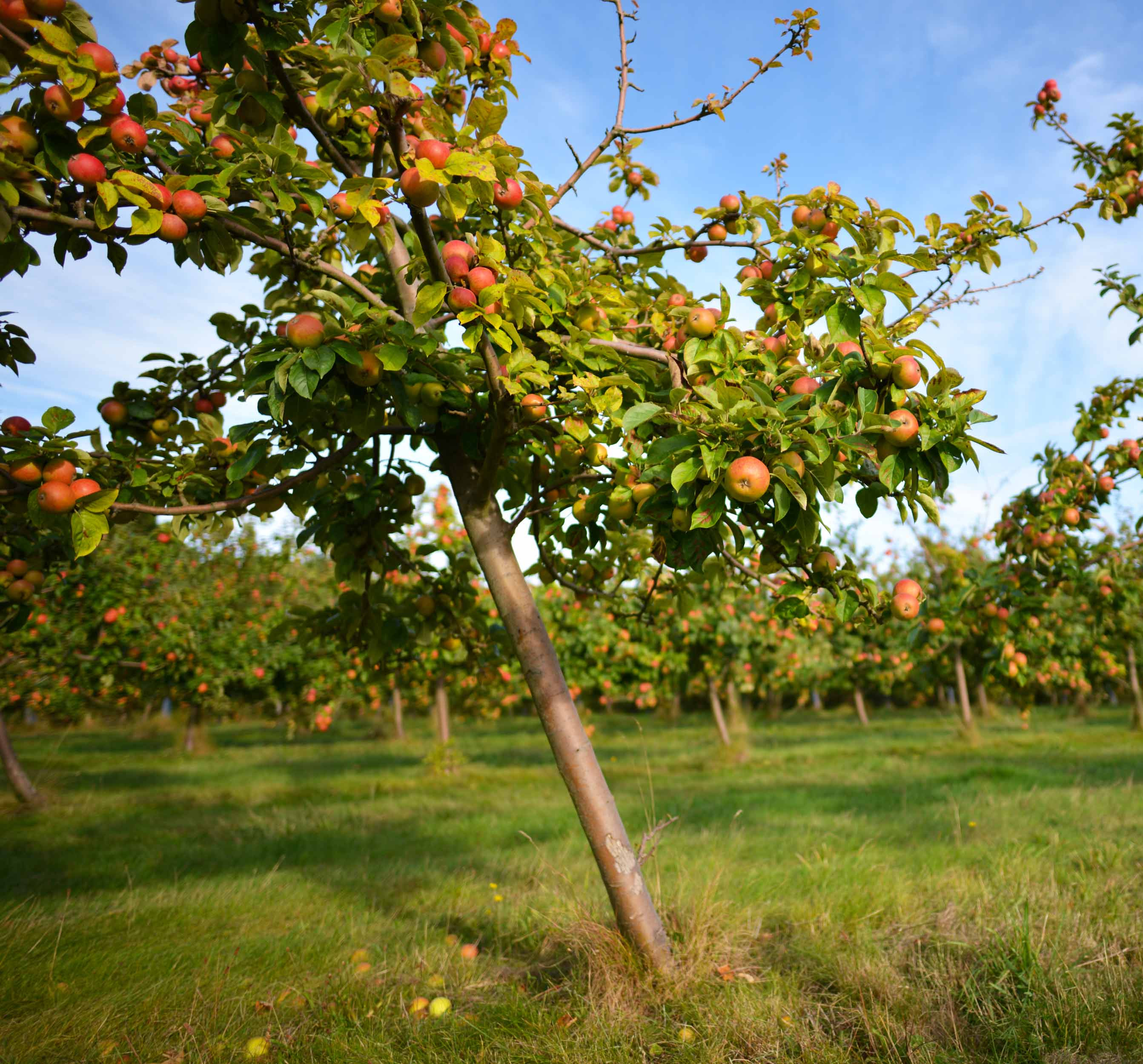  Les Vergers de Kermabo ? Une cidrerie familiale bretonne où les pommes locales bio donnent naissance à des cidres et vinaigres artisanaux, authentiques et pleins de caractère !✨